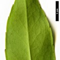 SpeciesSub: subsp. fargesii